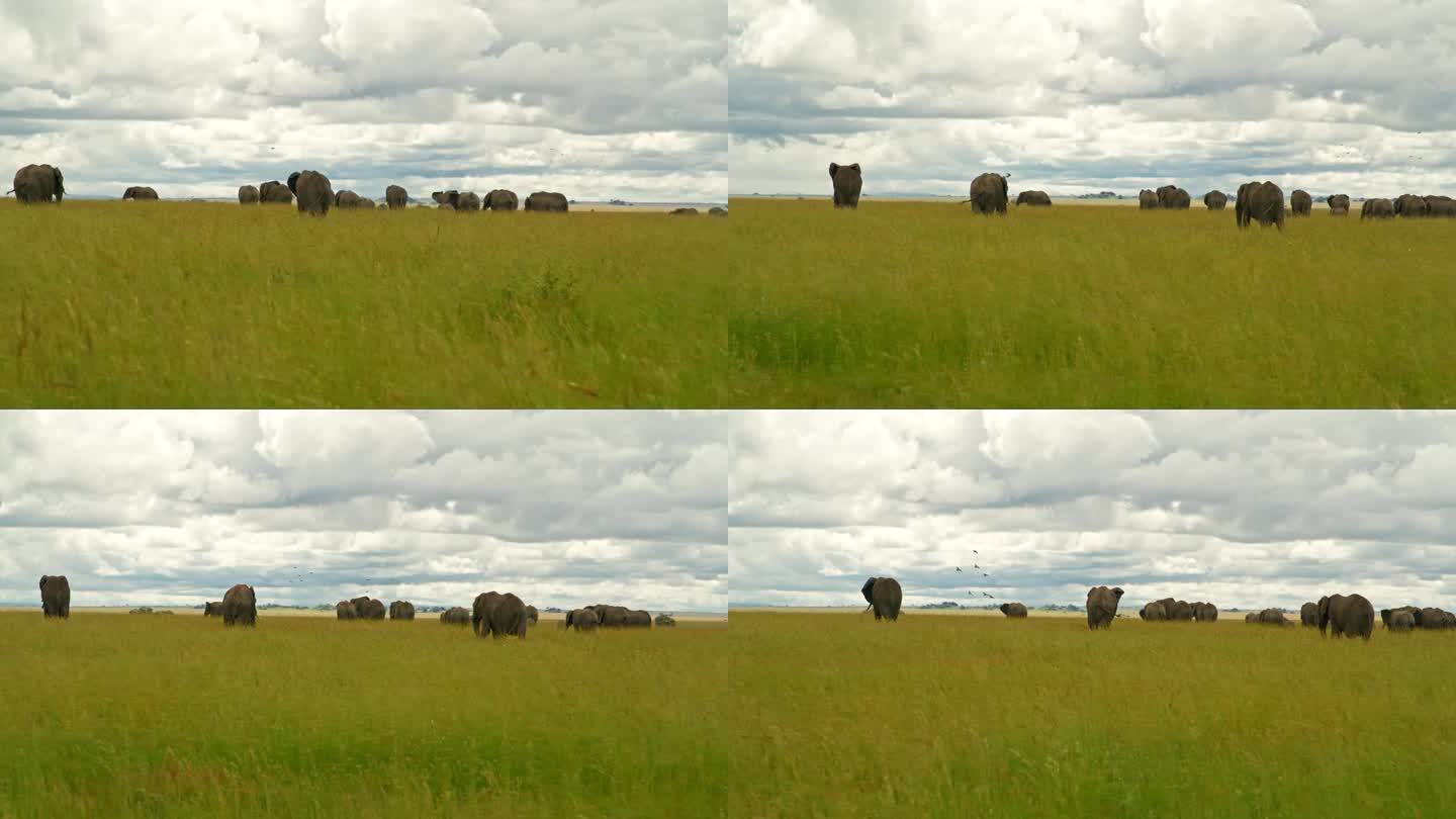 非洲象在塞伦盖蒂国家公园茂盛的草地上吃草的镜头。坦桑尼亚大草原上成群的厚皮动物