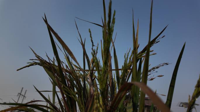 稻田 干燥 水稻 病虫害 农业害虫
