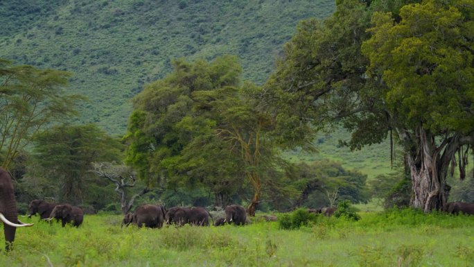 非洲象在郁郁葱葱的土地上吃草。坦桑尼亚森林里，一群厚皮动物在郁郁葱葱的牧场上，绿树成荫