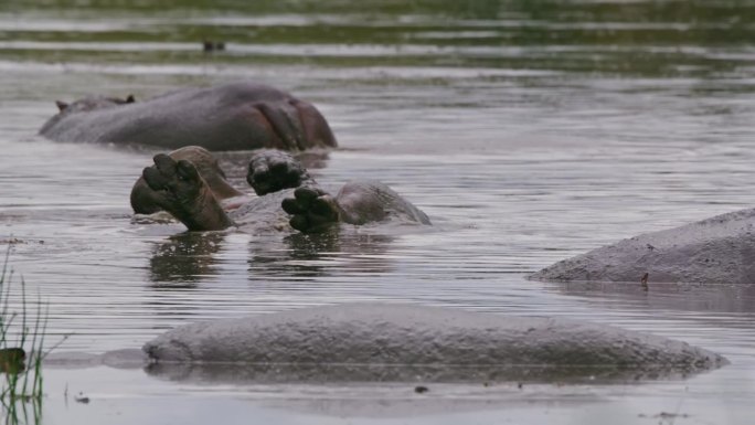 在塞伦盖蒂国家公园，河马在河里凉快，倒立着。野外水中放松的有趣场景