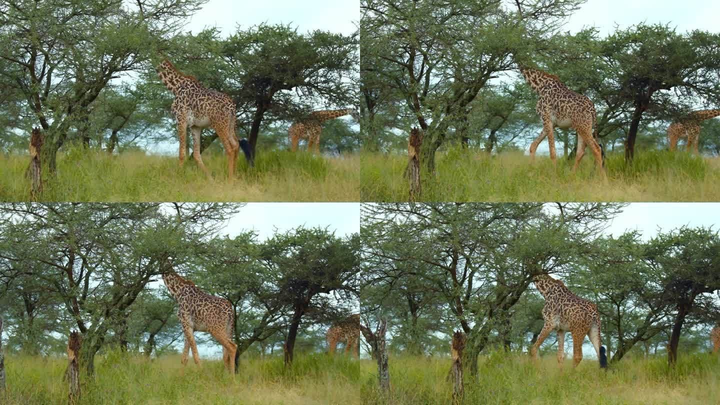雄伟的长颈鹿在塞伦盖蒂国家公园的树林中漫步。长颈鹿优雅地漫步在坦桑尼亚森林的草地上