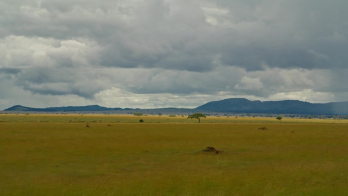 塞伦盖蒂国家公园广阔草地的美景。坦桑尼亚森林中田园诗般的草原，映衬着戏剧性的天空