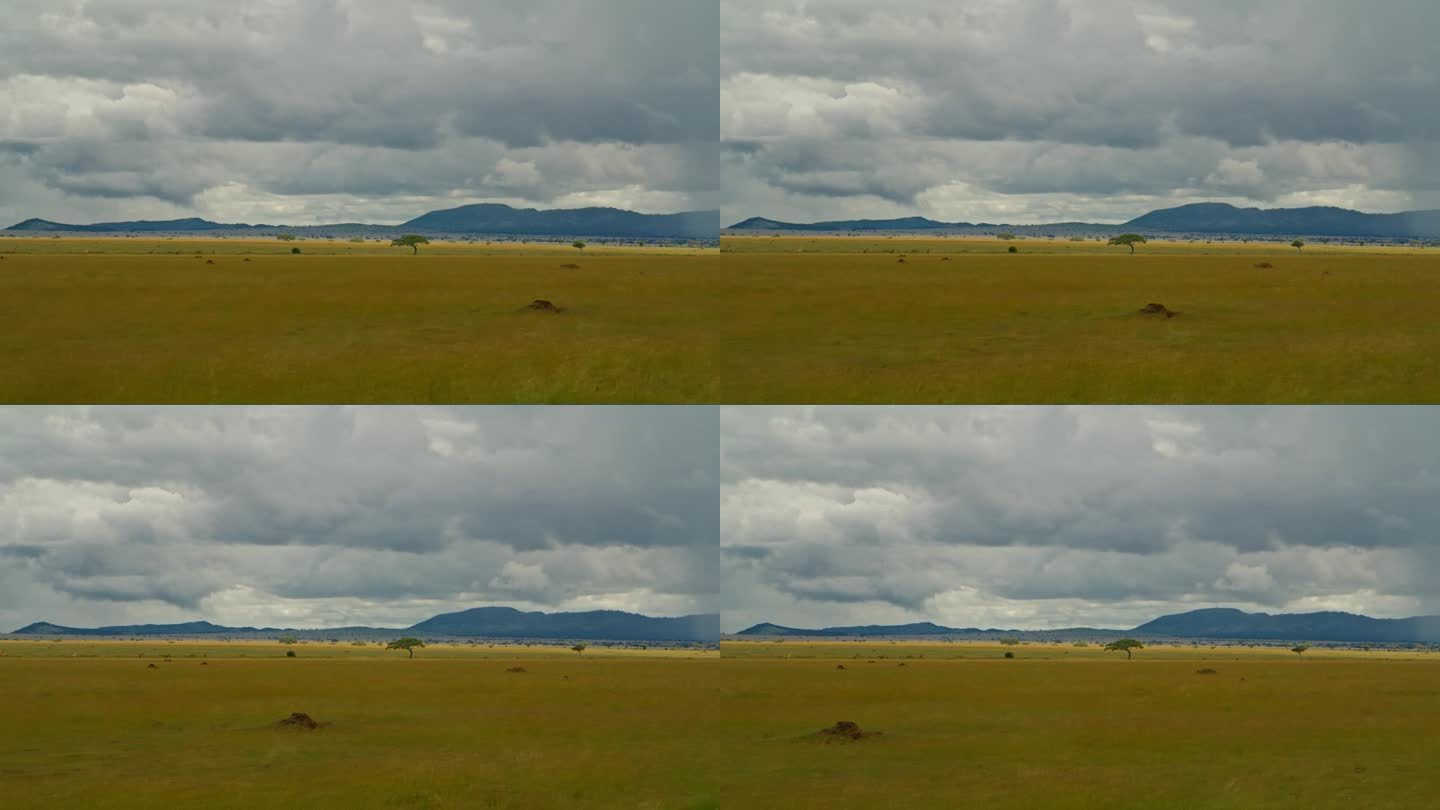 塞伦盖蒂国家公园广阔草地的美景。坦桑尼亚森林中田园诗般的草原，映衬着戏剧性的天空