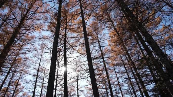 日本上高知县秋天的低角度松树林