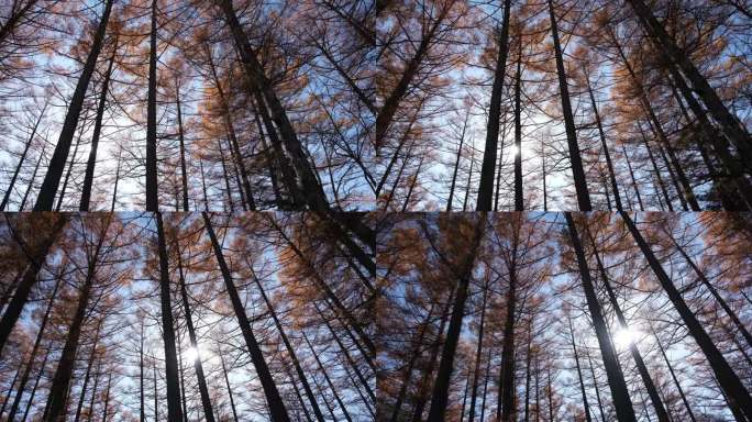 日本上高知县秋天的低角度松树林