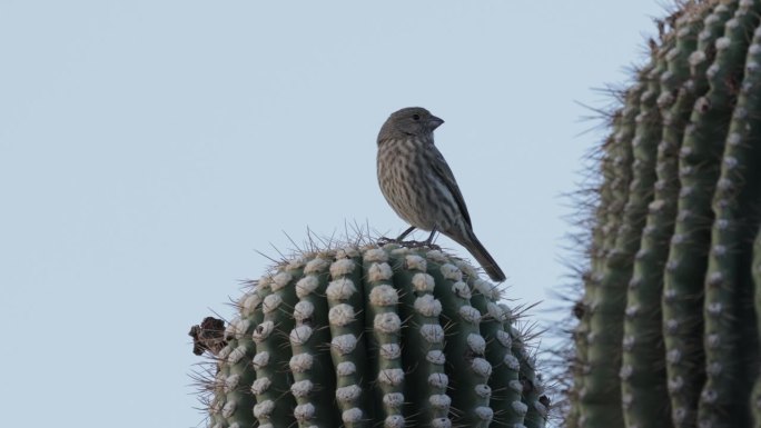 House Finch，凤凰城，亚利桑那州