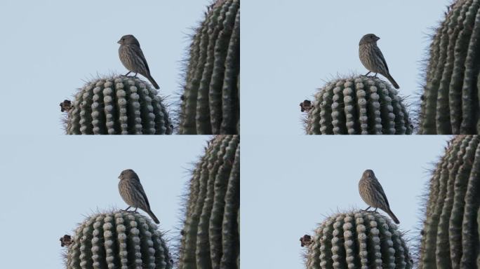 House Finch，凤凰城，亚利桑那州