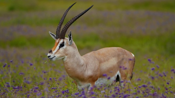 在坦桑尼亚风景优美的风景中，瞪羚优雅地在郁郁葱葱的草地上进食，草地上开着迷人的紫色野花