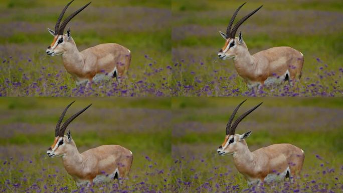 在坦桑尼亚风景优美的风景中，瞪羚优雅地在郁郁葱葱的草地上进食，草地上开着迷人的紫色野花