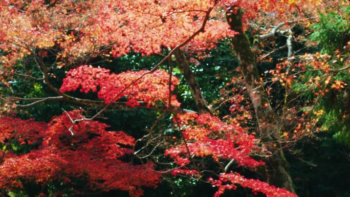 秋林风光山林红叶风吹落叶山崖大山