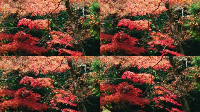 秋林风光山林红叶风吹落叶山崖大山