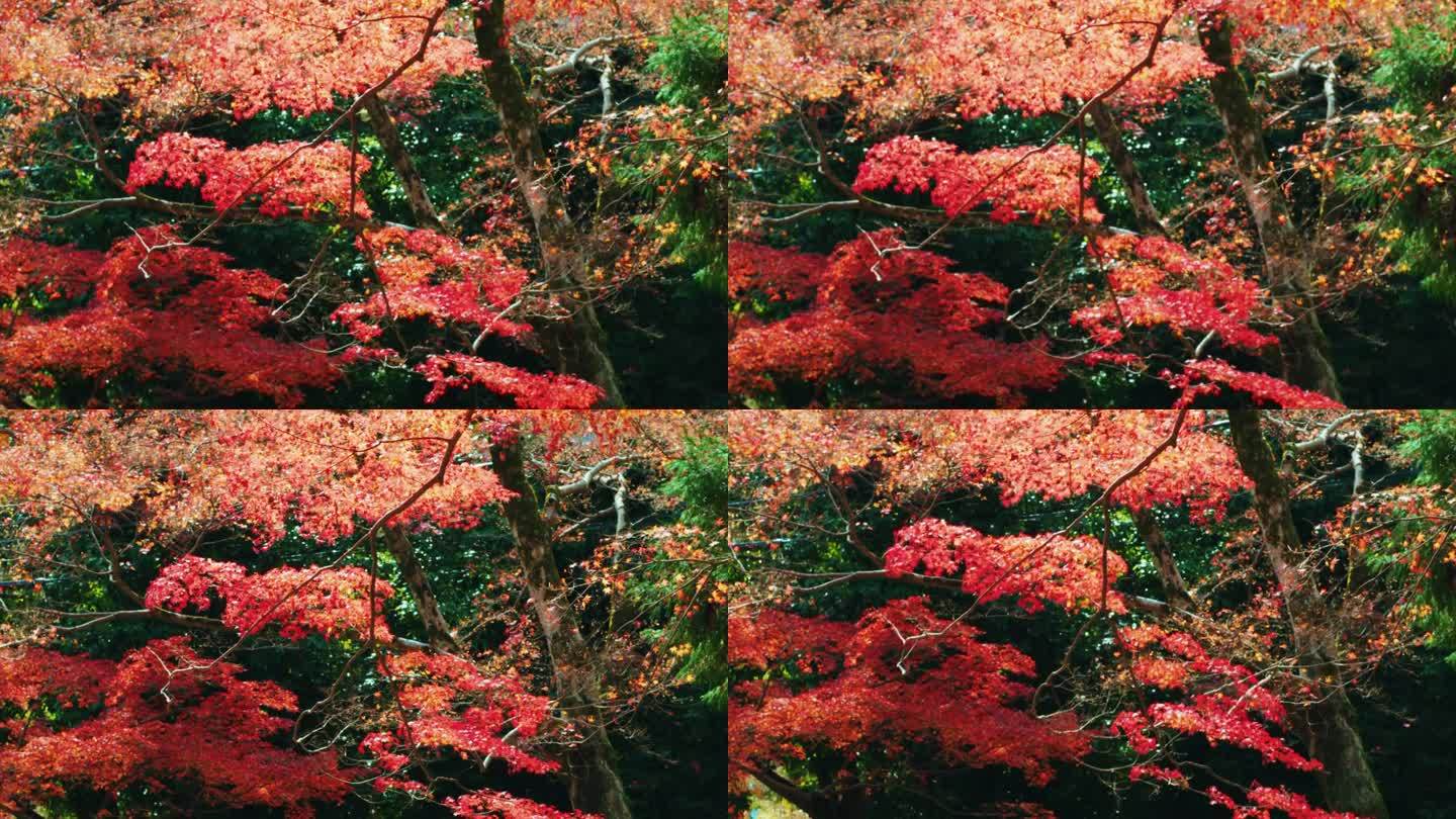 秋林风光山林红叶风吹落叶山崖大山