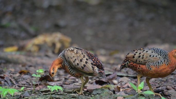 泰国Ferruginous Partridge Caloperdix oculeus，雄性和雌性在一