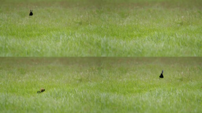优雅的黑鸟在充满活力的坦桑尼亚草地上杂技般地旋转。优雅的深色羽毛鸟类表演空中舞蹈在郁郁葱葱