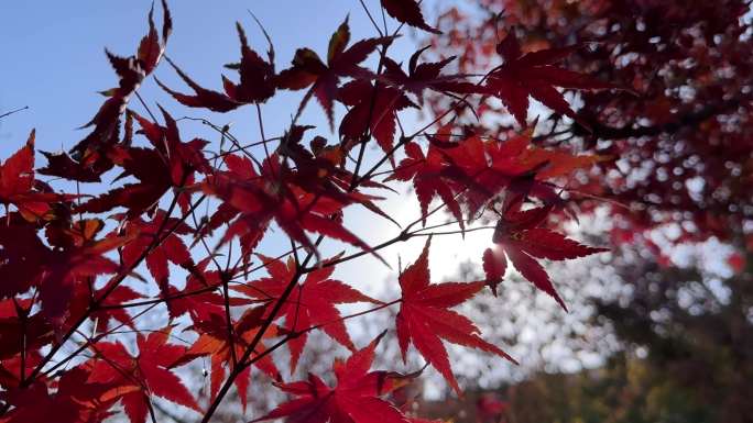 4K秋天风景红枫树枫叶红树槭树鸡爪槭