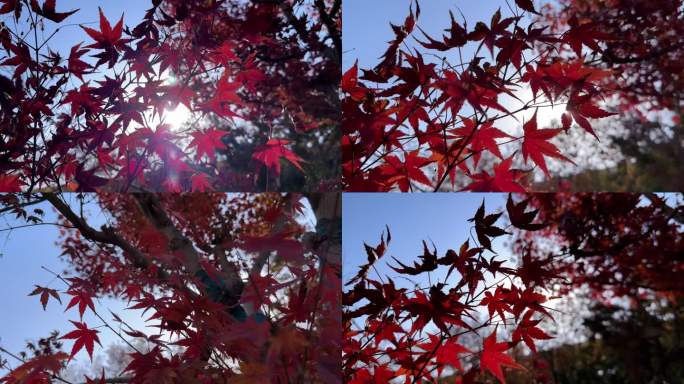 4K秋天风景红枫树枫叶红树槭树鸡爪槭
