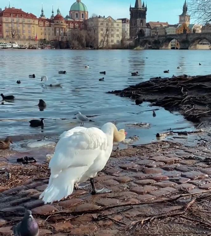 在布拉格市中心的一条河边，一只天鹅在抖水