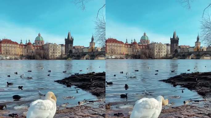 在布拉格市中心的一条河边，一只天鹅在抖水