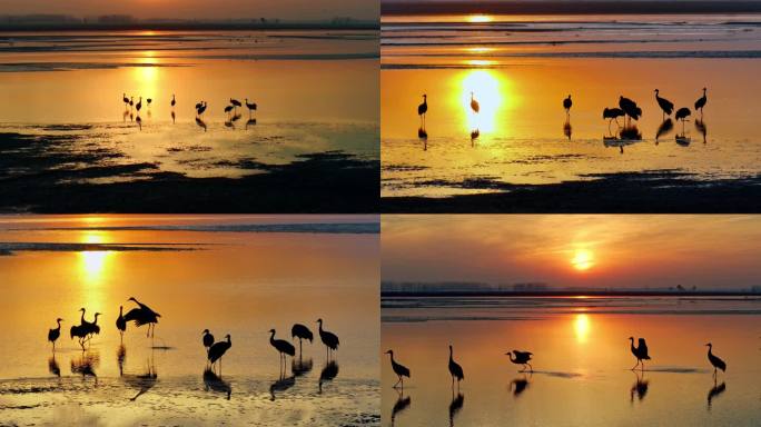 落日下的灰鹤 黄河湿地候鸟