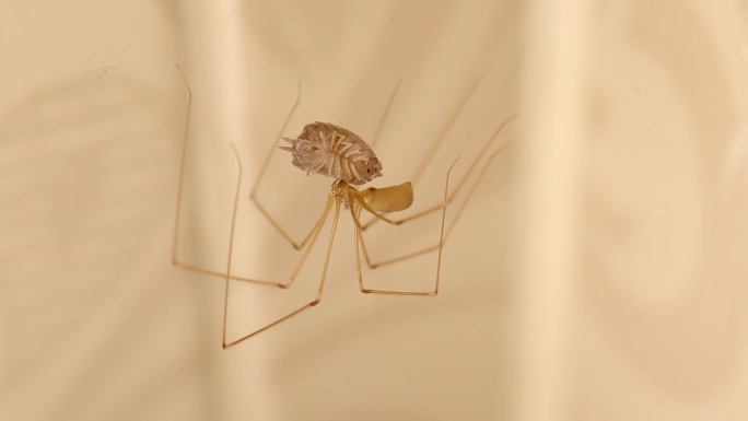 地窖蜘蛛正在吃它的猎物(药虫)。蜘蛛孤立地在荒无人烟的地方移动。蜘蛛在它的网上的特写。野生动物昆虫。
