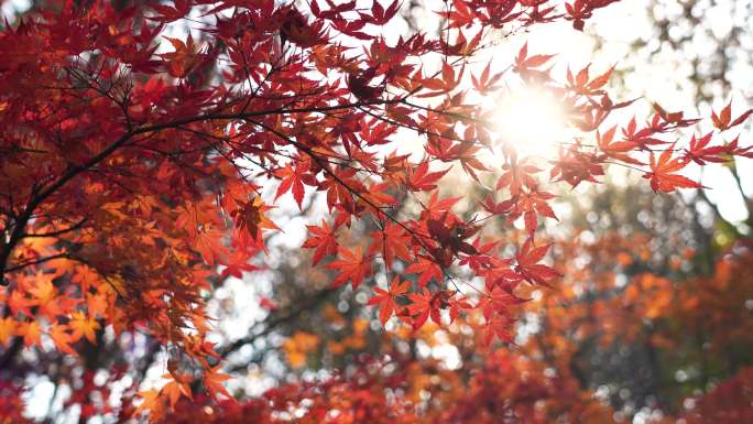 秋日逆光的红枫光影，南京植物园唯美秋色