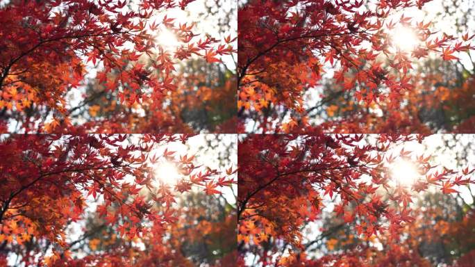 秋日逆光的红枫光影，南京植物园唯美秋色