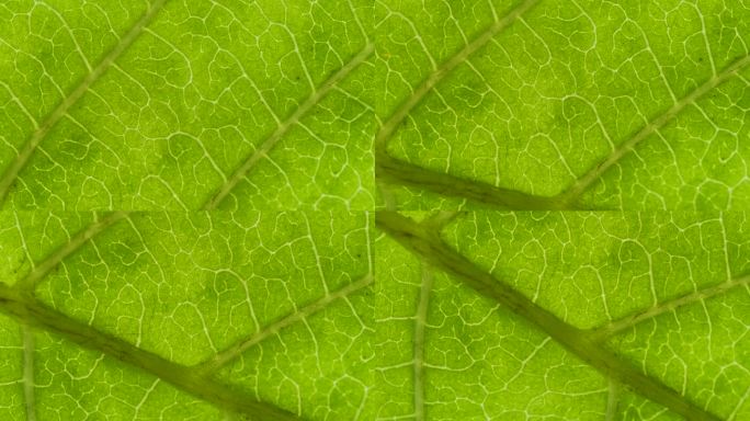 叶表面细胞结构视图显示植物细胞教育。植物或树的绿叶与纹理和模式接近。绿叶纹理特写有机植物与叶脉性质。