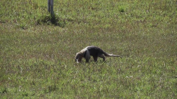 南食蚁兽，又称颈食蚁兽或小食蚁兽，是一种来自南美洲的食蚁兽，在巴西潘塔纳尔南部的草地上觅食。