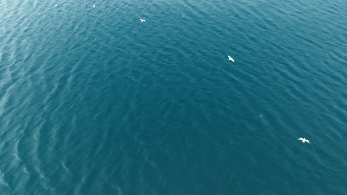 大海海鸥海面飞翔