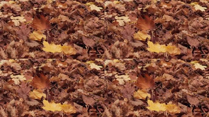 落叶铺成的地毯，在宁静而多彩的户外环境中覆盖着地面。