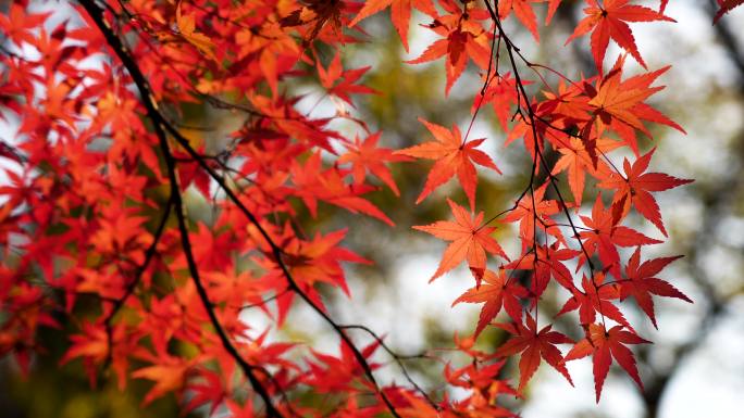 秋日逆光明亮的红枫随风飘动