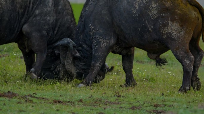 强大的非洲水牛在草地上展开激烈的战斗，这是坦桑尼亚森林中令人惊叹的力量和能量展示
