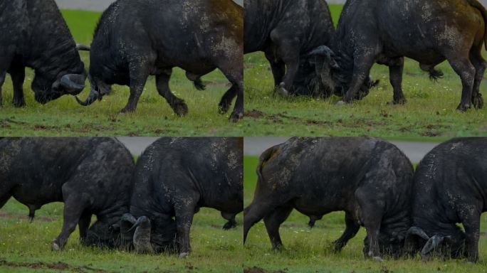 强大的非洲水牛在草地上展开激烈的战斗，这是坦桑尼亚森林中令人惊叹的力量和能量展示
