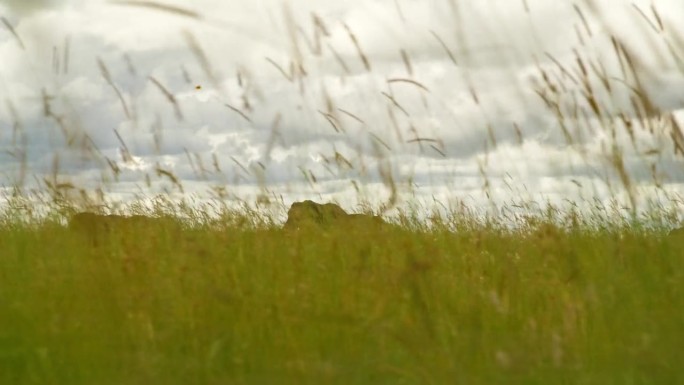 摄于塞伦盖蒂国家公园茂盛的草地。一群大象在坦桑尼亚的草原森林里吃草，天空多云