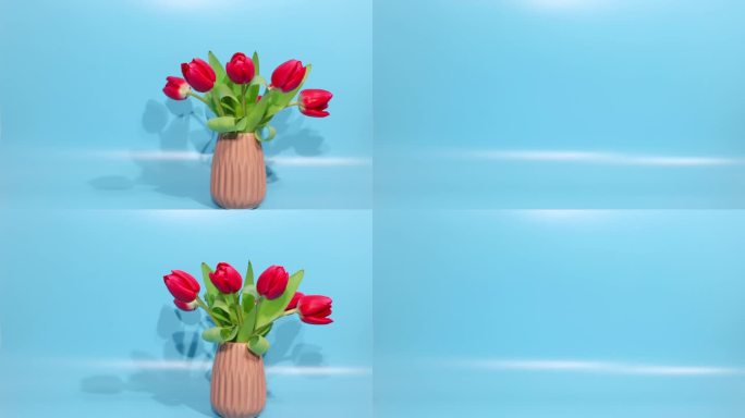 定格动画的红色郁金香花在一个米色的花瓶在一个蓝色的背景突然出现和消失