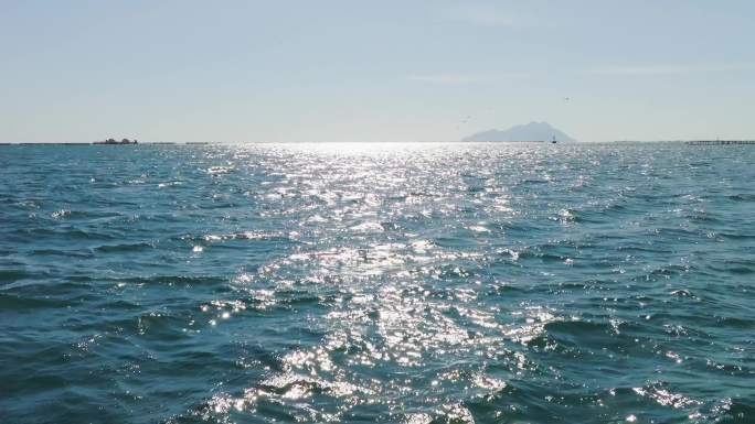 大海海鸥海面飞翔