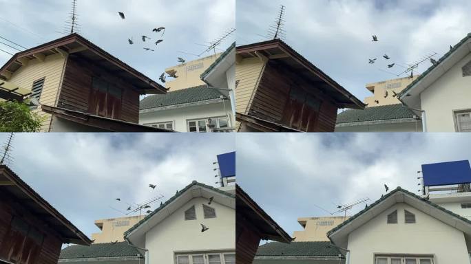 从低角度看屋顶上的鸽子
