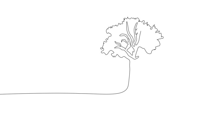 树阔叶绘制与单线动画在白色背景。