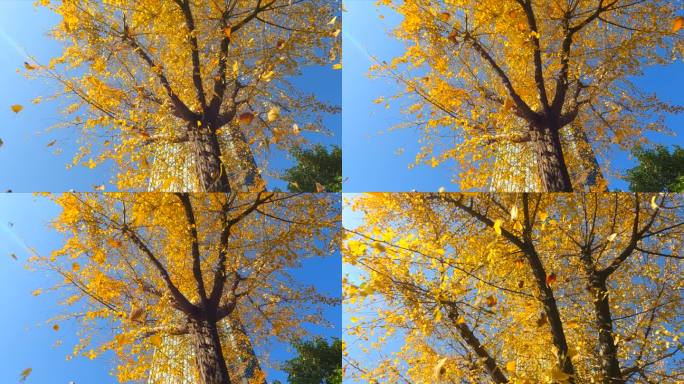 逆光唯美高帧率慢镜头银杏树叶落下