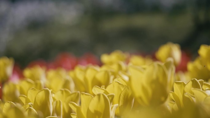 郁金香花海升格