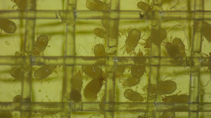 实验室显微镜实拍螨虫视频