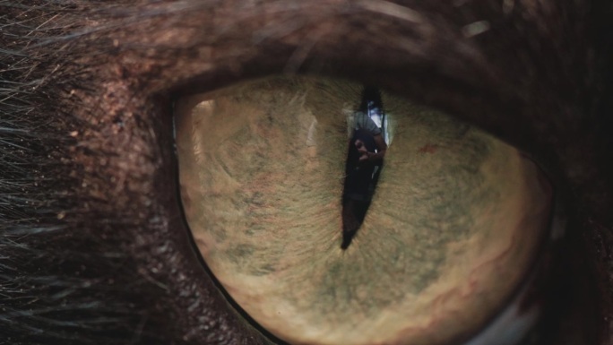 黑猫眼睛的微距