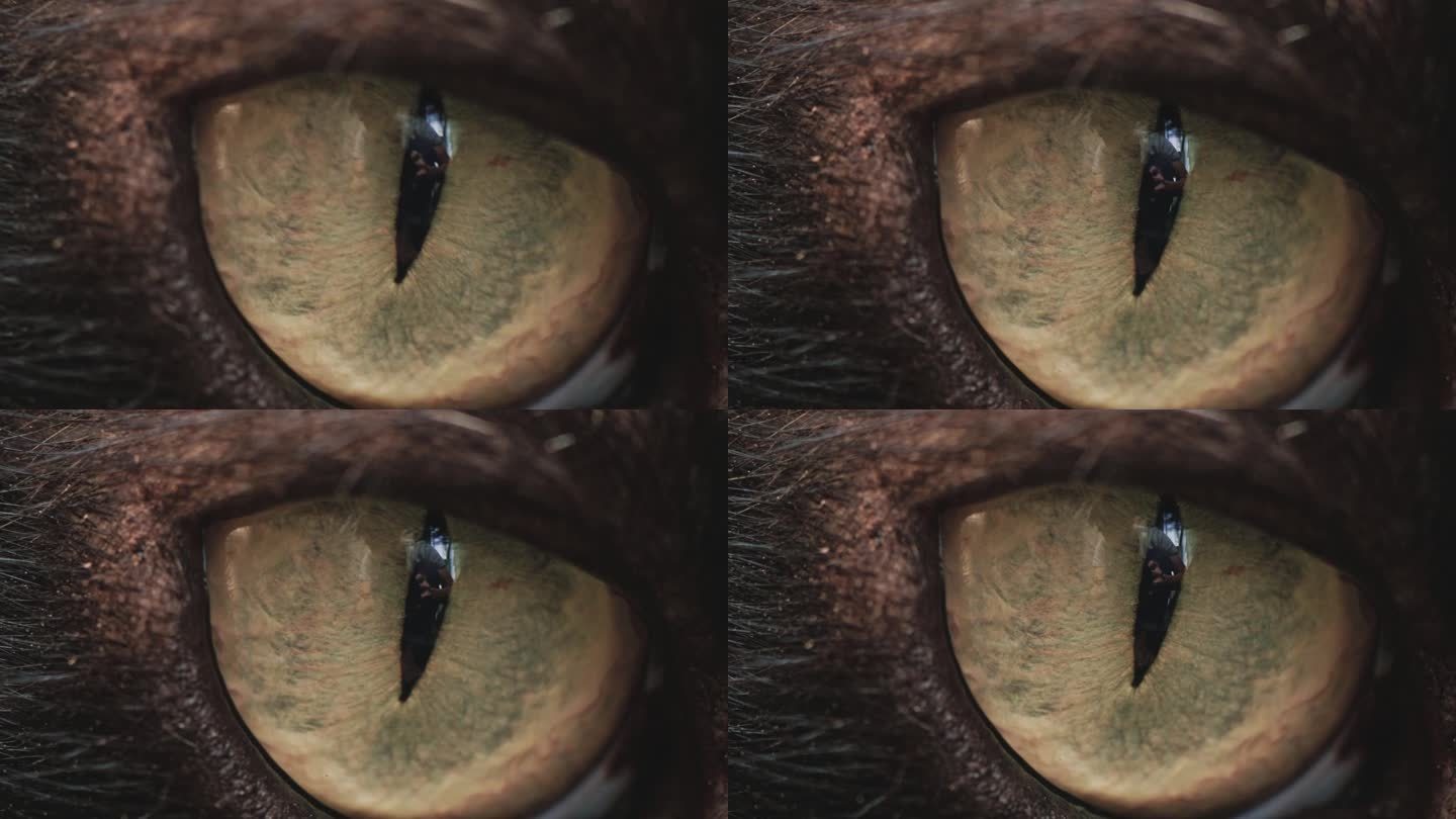 黑猫眼睛的微距