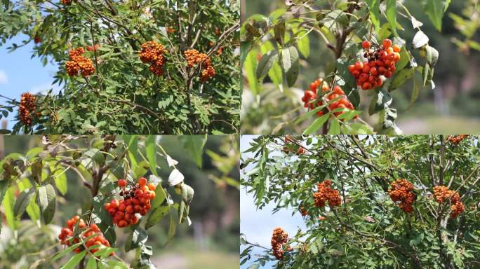 花楸浆果 蔷薇科花楸属植物