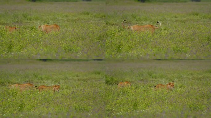 在坦桑尼亚，母狮们优雅地穿过点缀着紫色野花的郁郁葱葱的草地。雌狮优雅地漫步在绿油油的田野中