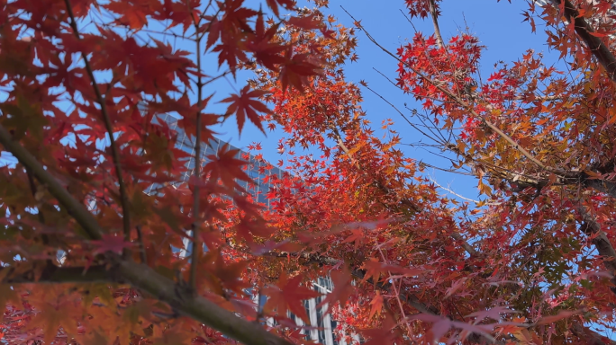 4K红枫树枫叶红树槭树鸡爪槭秋天风景