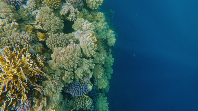 海底世界的珊瑚鱼和红海的珊瑚礁