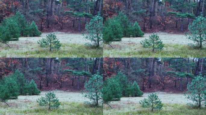 森林里的圣诞小松树。静态的照片