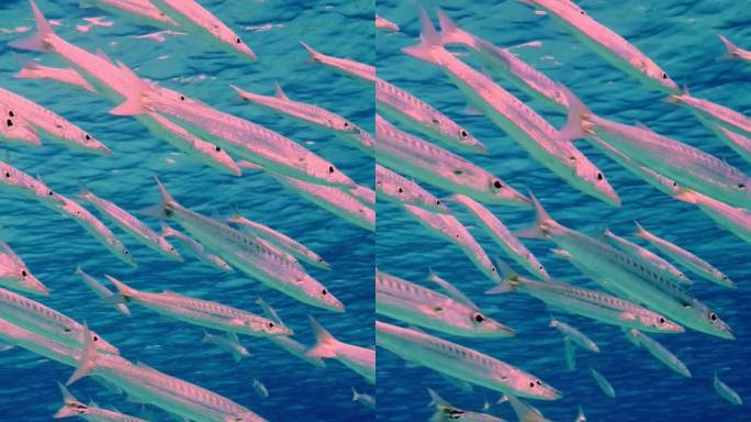 一群梭鱼在阳光明媚的日子里畅游在蓝色的水中，慢动作