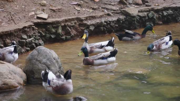 池塘野鸭子